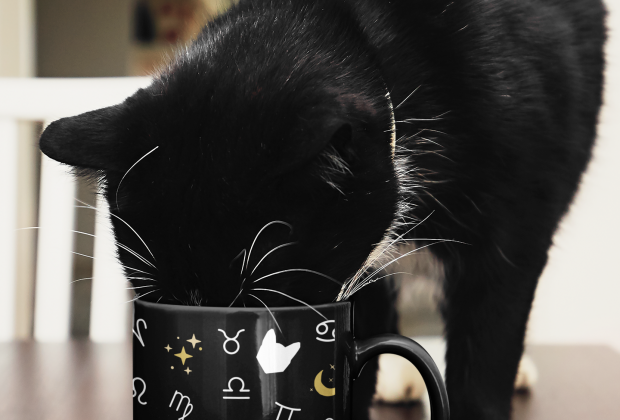 Zodiac Cat Moon Stars Mug – By Kizzozo