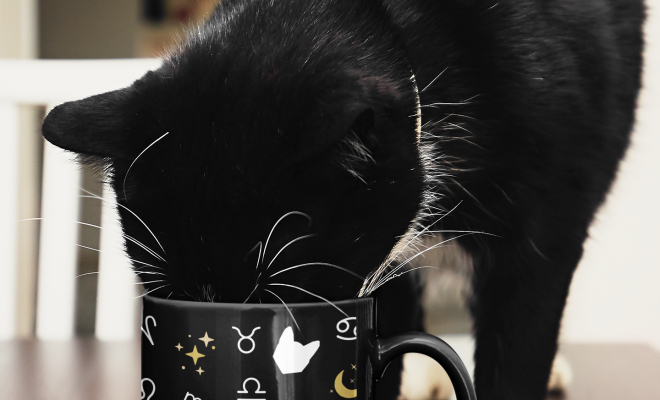 Zodiac Cat Moon Stars Mug – By Kizzozo
