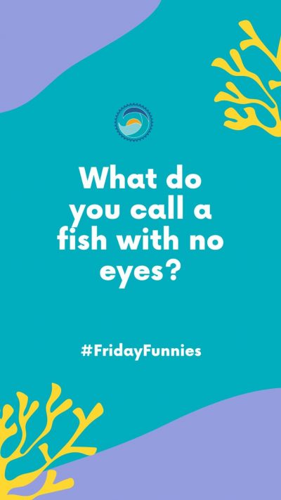 What do you call a fish with no eyes?