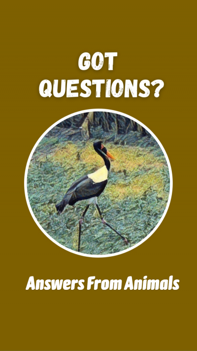 Answers From Animals