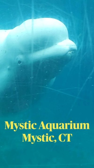 Mystic Aquarium Mystic, CT