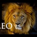 All about Leo with astrologer Michele knight