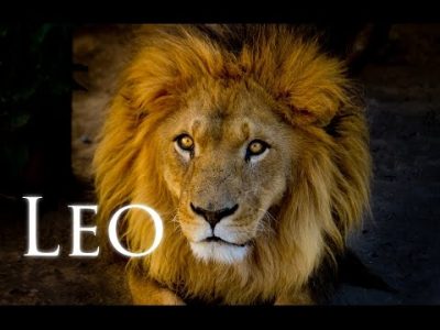 All about Leo with astrologer Michele knight