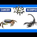 Cancer vs. Scorpio: Who Is The Strongest Zodiac Sign?