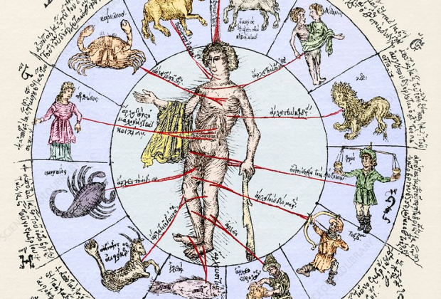 Medical zodiac, 15th century diagram – Stock Image – N800/0145 – Science Photo Library