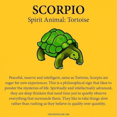 Spirit Animal Scorpio