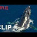 Our Planet | Humpback Whales | Clip | Netflix