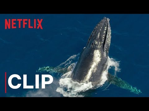 Our Planet | Humpback Whales | Clip | Netflix