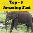 fact video #facts#trending#10facts#viral#funny#memes#subscribe#shorts#video#love#reel#reels(2)