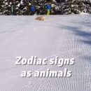 Zodiac signs as animals part 4 #edit #zodiac #zodiacsigns #fypシ #funny #animals #cats #dogs