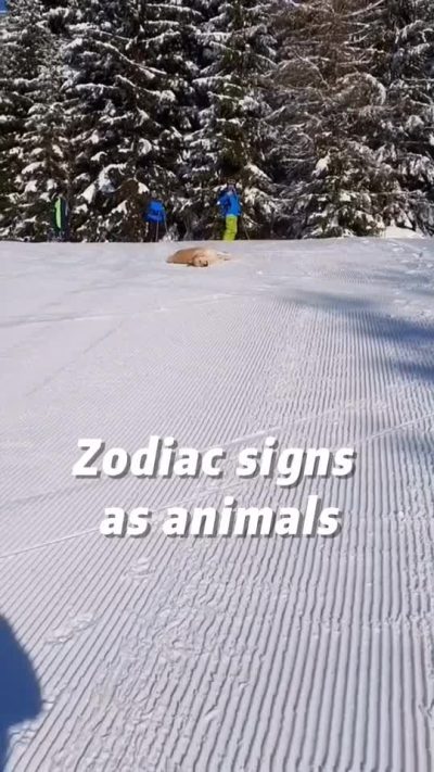 Zodiac signs as animals part 4 #edit #zodiac #zodiacsigns #fypシ #funny #animals #cats #dogs