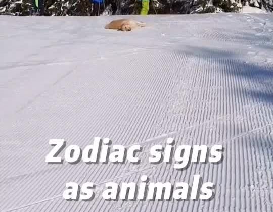 Zodiac signs as animals part 4 #edit #zodiac #zodiacsigns #fypシ #funny #animals #cats #dogs