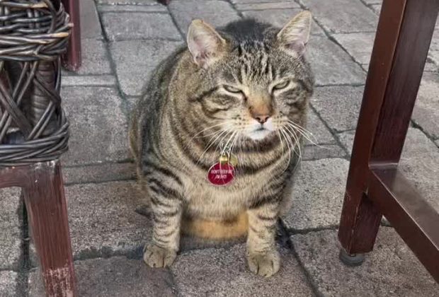 We made a new friend on vacation in Key West. #imsohungry #surprise #cattok #fat #fyp #fl #keywest #catsoftiktok #cat #GetYourJeansOn
