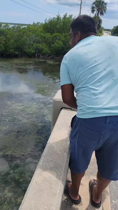 tiburones #panoramic #sharks #shark #pesca #pescando #keywest #bahia