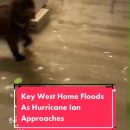 A home in Key West floods as Hurricane Ian makes its way towards Florida. #keywest #hurricane #hurricaneian #florida #floridastate #weather #weathertok #newstok