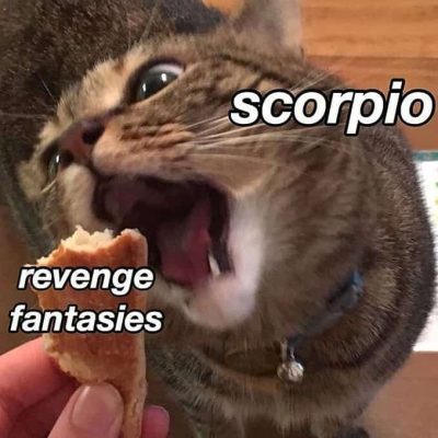 28 Scorpio Memes That Are Painfully Accurate – Our Mindful Life