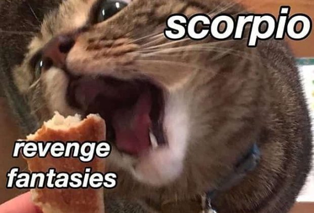 28 Scorpio Memes That Are Painfully Accurate – Our Mindful Life