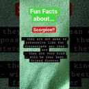 Fun Facts about Scorpios! | ♏️ | #shorts #zodiacsigns #scorpio