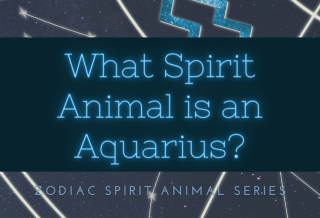 What is Aquarius’s Spirit Animal? [Zodiac Spirit Animals Series ...