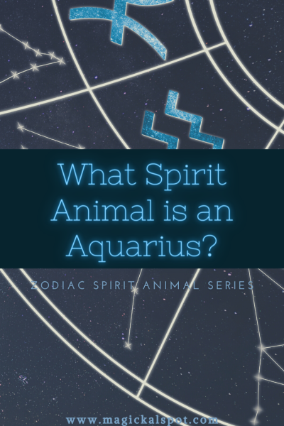 What is Aquarius’s Spirit Animal? [Zodiac Spirit Animals Series]